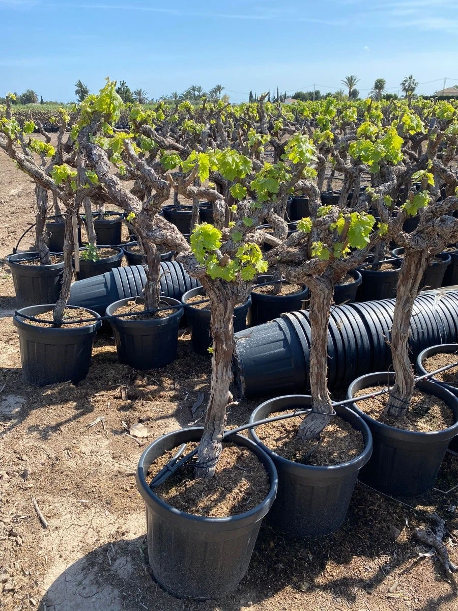 Druif, Op Stam (Vitis Vinifera) 6 Druif, Op Stam (Vitis Vinifera) - Afbeelding 4