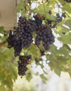 Muskaatdruif (Vitis Vinifera ‘Moscato D’Amburgo’ )