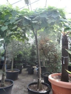 Druif Als Dakboom (Vitis Vinifera) -PlantenPracht Winkel vitis vinifera dakvorm op hoogstam