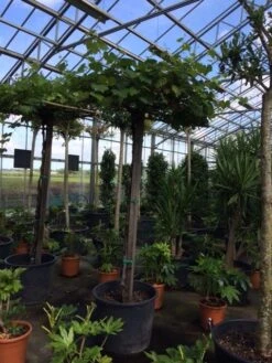 Druif Als Dakboom (Vitis Vinifera) -PlantenPracht Winkel vitis vinifera dakvorm stam 220cm