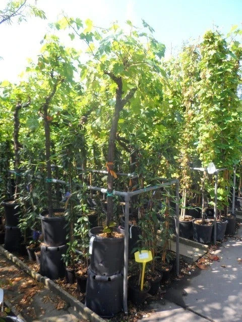 Druif, Op Stam (Vitis Vinifera) 20 Druif, Op Stam (Vitis Vinifera) - Afbeelding 18