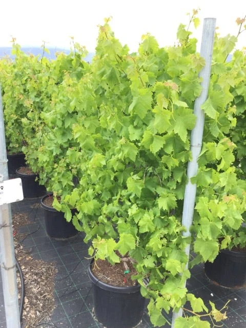 Blauwe Druif Als Leivorm (Vitis Vinifera 'Crimson') 3 Blauwe Druif Als Leivorm (Vitis Vinifera 'Crimson')