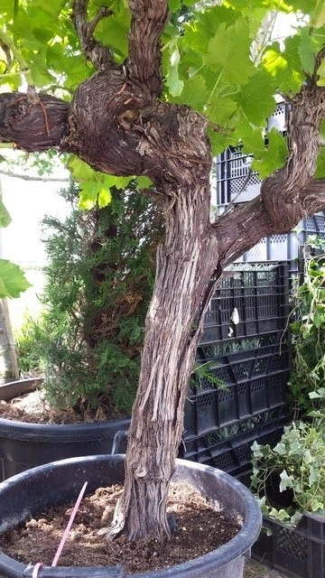 Druif, Op Stam (Vitis Vinifera) 11 Druif, Op Stam (Vitis Vinifera) - Afbeelding 9