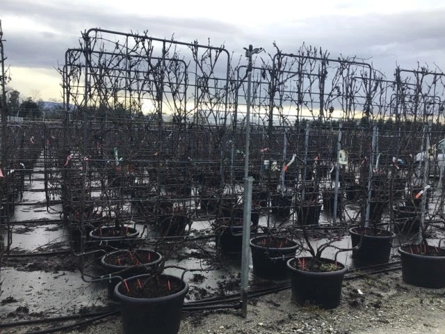 Druif Als Leivorm (Vitis Vinifera 'Red Globe') 3 Druif Als Leivorm (Vitis Vinifera 'Red Globe')