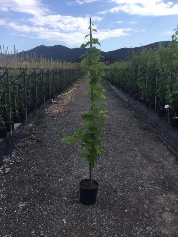 Blauwe Druif (Vitis Vinifera) 3 Blauwe Druif (Vitis Vinifera)