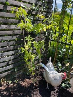 Vlier (Sambucus Nigra) -PlantenPracht Winkel vlier sambucus nigra 3