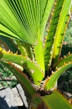 Washingtonia (Washingtonia Robusta) -PlantenPracht Winkel washingtoniarobusta04 1