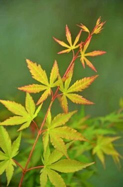 Japanse Esdoorn (Acer Palmatum 'Sangokaku') -PlantenPracht Winkel wep 5072 sangokaku 1