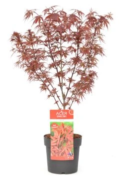 Japanse Esdoorn (Acer Palmatum 'Shaina') -PlantenPracht Winkel wep 8772