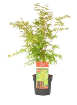 Japanse Esdoorn (Acer Palmatum 'Sangokaku') -PlantenPracht Winkel wep 8839sangokaku 1
