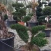 Taxus Als Bonsai (Taxus Baccata) -PlantenPracht Winkel whatsapp image 2021 10 04 at 11.54.17 1