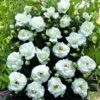 Klimroos (Rosa 'White New Dawn') 2 Klimroos (Rosa 'White New Dawn') -PlantenPracht Winkel white new dawn
