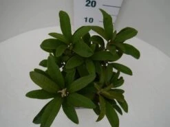 Rhododendron (Rhododendron 'Wilgen's Ruby') -PlantenPracht Winkel wilgens ruby c2 boven 1