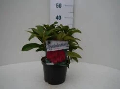 Rhododendron (Rhododendron 'Wilgen's Ruby') -PlantenPracht Winkel wilgens ruby c2 voor 1