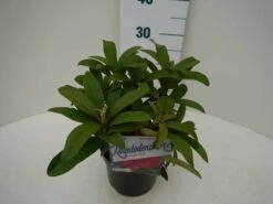 Rhododendron (Rhododendron 'Wilgen's Ruby') -PlantenPracht Winkel wilgens ruby c2 zij