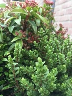 Winterpakket -PlantenPracht Winkel winter img 9632 1