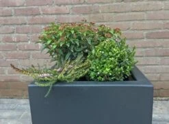 Winterpakket -PlantenPracht Winkel winter img 9639 1