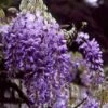 Blauwe Regen (Wisteria Sinensis) -PlantenPracht Winkel wisinens 2 1