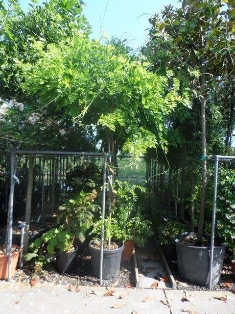 Blauwe Regen Als Boom (Wisteria Sinensis 'Prolific') 5 Blauwe Regen Als Boom (Wisteria Sinensis 'Prolific') - Afbeelding 3