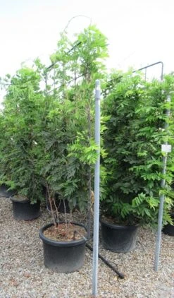 Blauwe Regen Als Leivorm (Wisteria Brachybotrys 'Yokohama Fuji') -PlantenPracht Winkel wisteria 110x180 leivorm 1