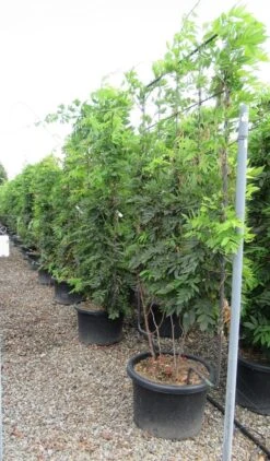 Blauwe Regen Als Leivorm (Wisteria Brachybotrys 'Yokohama Fuji') -PlantenPracht Winkel wisteria 110x180 leivorm 2 3