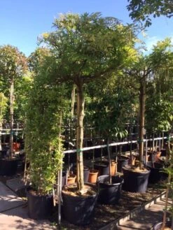 Blauwe Regen Als Boom (Wisteria Sinensis 'Prolific') 12 Blauwe Regen Als Boom (Wisteria Sinensis 'Prolific') -PlantenPracht Winkel wisteria boom blauw 16 18