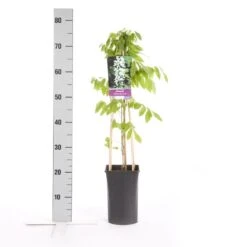 Japanse Blauwe Regen, Wit (Wisteria Floribunda 'Alba') 11 Japanse Blauwe Regen, Wit (Wisteria Floribunda 'Alba') -PlantenPracht Winkel wisteria floribunda alba 1