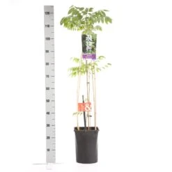 Japanse Blauwe Regen, Wit (Wisteria Floribunda 'Alba') 12 Japanse Blauwe Regen, Wit (Wisteria Floribunda 'Alba') -PlantenPracht Winkel wisteria floribunda alba 1.00 1.25