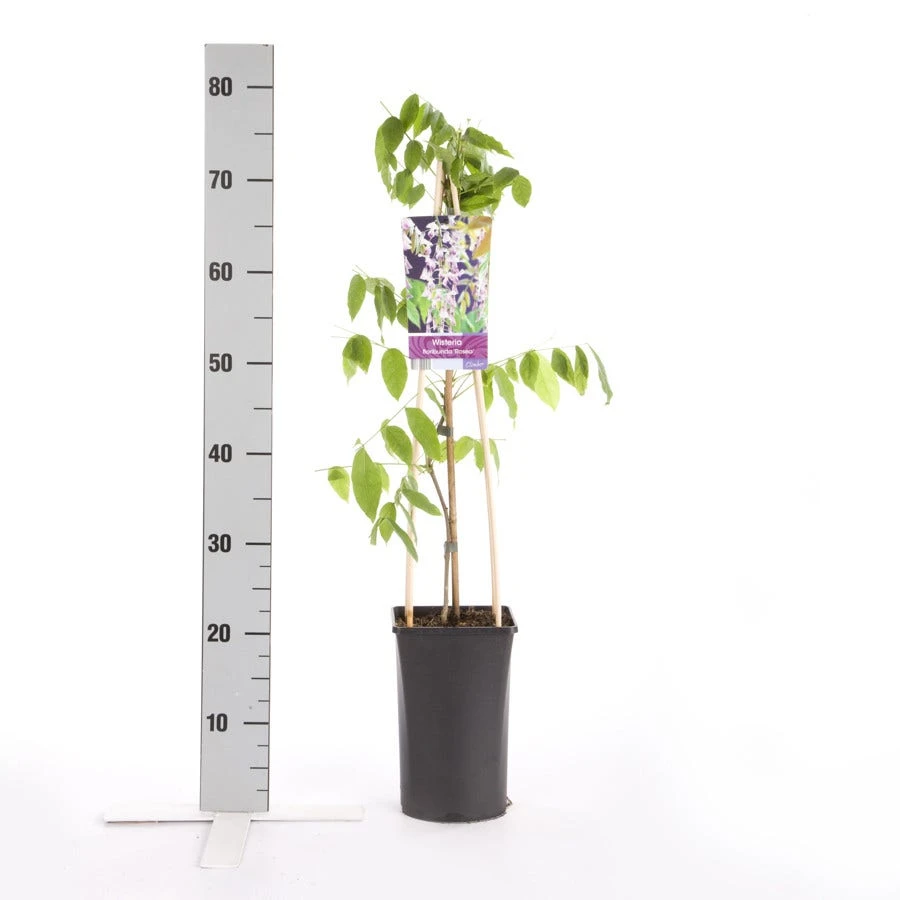 Blauwe Regen, Roze (Wisteria Floribunda 'Rosea') 5 Blauwe Regen, Roze (Wisteria Floribunda 'Rosea') - Afbeelding 3