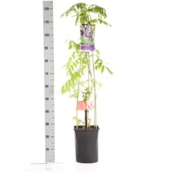 Blauwe Regen, Roze (Wisteria Floribunda 'Rosea') 10 Blauwe Regen, Roze (Wisteria Floribunda 'Rosea') -PlantenPracht Winkel wisteria floribunda rosea 1.00 1.25