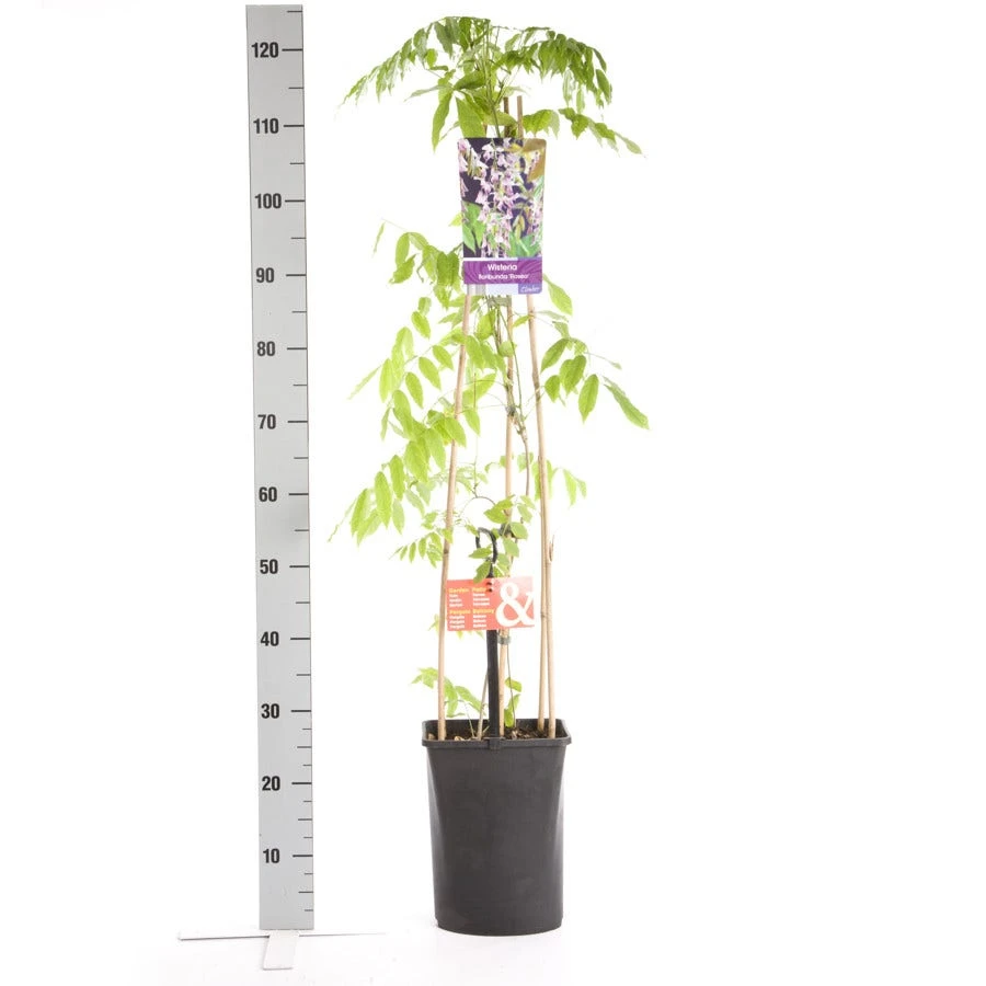 Blauwe Regen, Roze (Wisteria Floribunda 'Rosea') 6 Blauwe Regen, Roze (Wisteria Floribunda 'Rosea') - Afbeelding 4