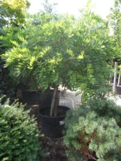 Blauwe Regen Op Stam (Wisteria Sinensis 'Alba') -PlantenPracht Winkel wisteria halfstam c240 extra