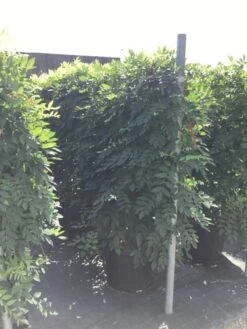 Blauwe Regen Als Leivorm (Wisteria Brachybotrys 'Yokohama Fuji') -PlantenPracht Winkel wisteria lage leivorm 2 2