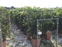 Blauwe Regen Als Leivorm (Wisteria Brachybotrys 'Yokohama Fuji') -PlantenPracht Winkel wisteria lage leivorm c18 3