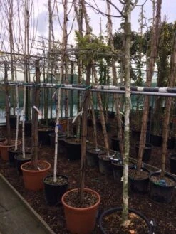 Blauwe Regen Als Dakboom (Wisteria Sinensis 'Prolific') -PlantenPracht Winkel wisteria op 180cm stam