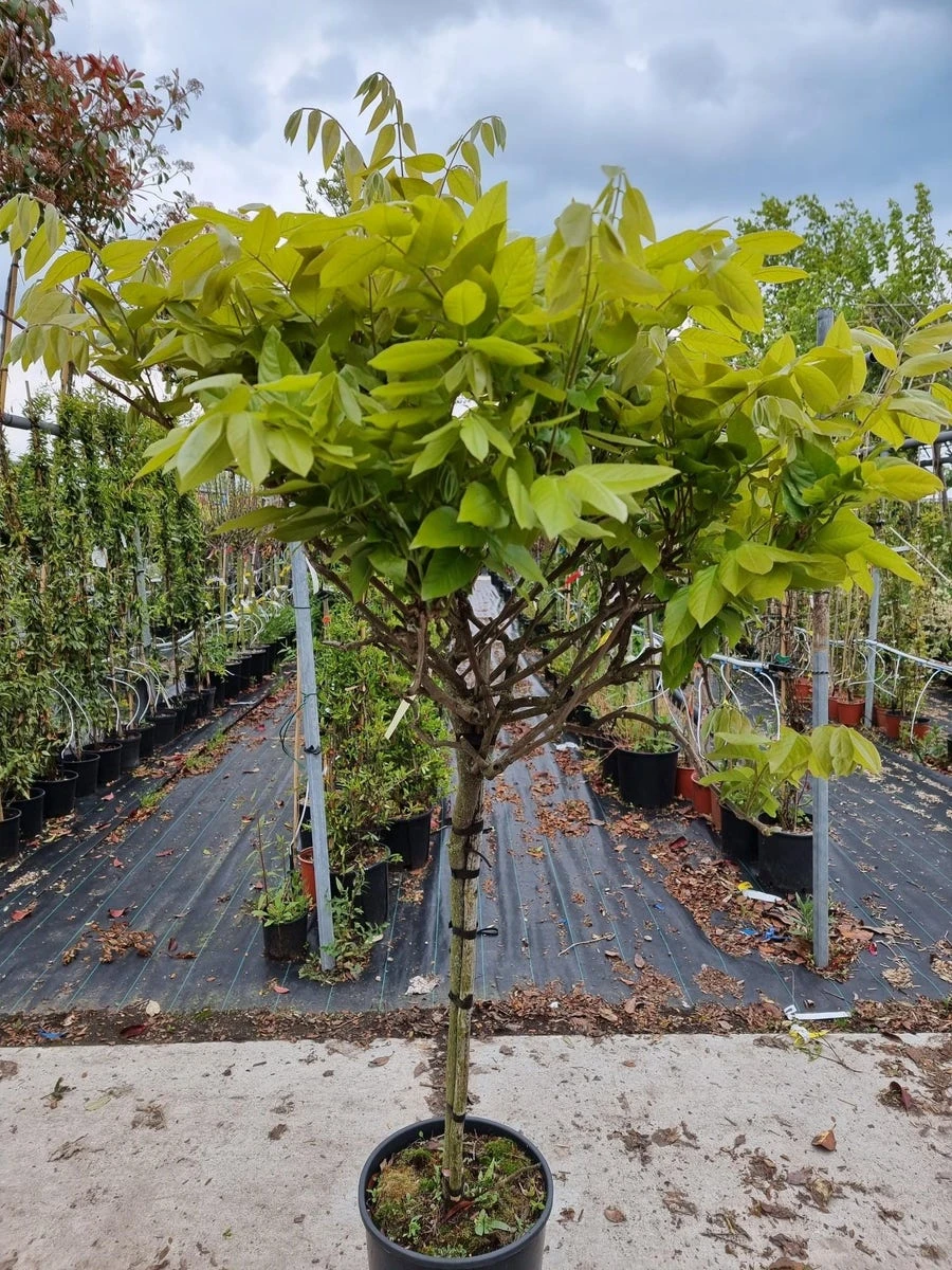 Blauwe Regen Op Stam (Wisteria Sinensis 'Rose') 4 Blauwe Regen Op Stam (Wisteria Sinensis 'Rose') - Afbeelding 2