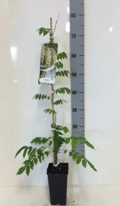 Japanse Blauwe Regen, Wit (Wisteria Floribunda 'Alba') 15 Japanse Blauwe Regen, Wit (Wisteria Floribunda 'Alba') -PlantenPracht Winkel wisteria sin. alba 80 100 c2 1