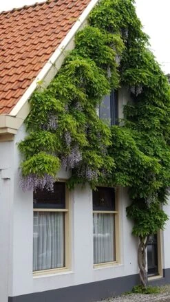 Blauwe Regen (Wisteria Sinensis 'Prolific') -PlantenPracht Winkel wisteria sin. prolific 1