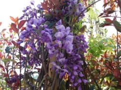 Blauwe Regen (Wisteria Sinensis 'Prolific') -PlantenPracht Winkel wisteria sin. prolific 2 2