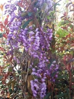 Blauwe Regen (Wisteria Sinensis 'Prolific') -PlantenPracht Winkel wisteria sin. prolific 3 1