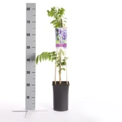 Blauwe Regen (Wisteria Sinensis) -PlantenPracht Winkel wisteria sinensis 1