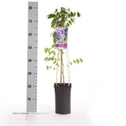Blauwe Regen (Wisteria Sinensis 'Prolific') -PlantenPracht Winkel wisteria sinensis prolific 1
