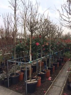 Blauwe Regen Als Boom (Wisteria Sinensis 'Alba') -PlantenPracht Winkel wisteria wit