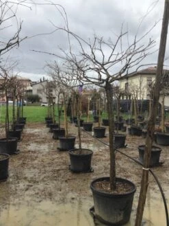 Blauweregen Als Boom (Wisteria Floribunda 'Black Dragon') -PlantenPracht Winkel wisteriablackdragonboom01