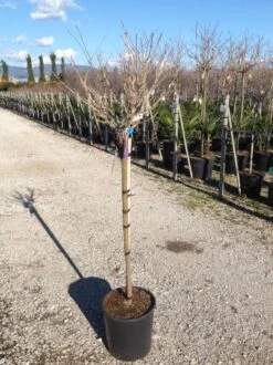 Blauwe Regen Als Halfstam (Wisteria Floribunda 'Issai') -PlantenPracht Winkel wisteriaflorissaihalfstam02