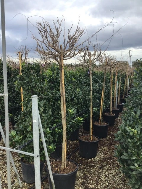 Blauwe Regen Als Boom (Wisteria Formosa 'Issai') 4 Blauwe Regen Als Boom (Wisteria Formosa 'Issai') - Afbeelding 2