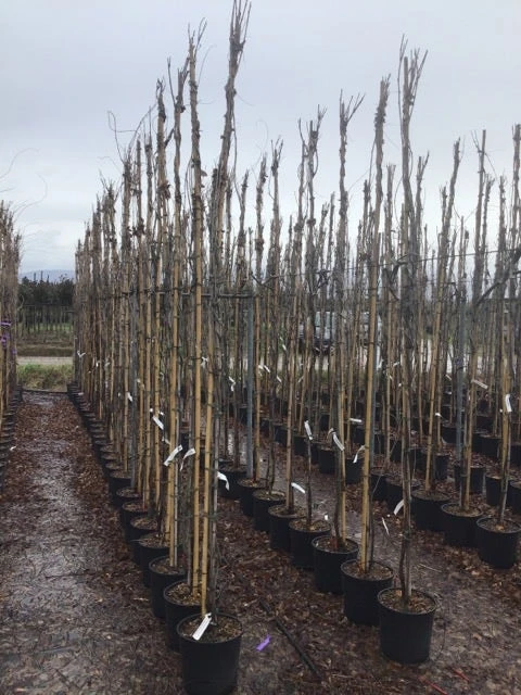 Blauweregen (Wisteria Floribunda 'Snow Showers') 4 Blauweregen (Wisteria Floribunda 'Snow Showers') - Afbeelding 2