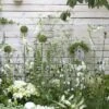 Borderpakket Witte Border -PlantenPracht Winkel witte border moh 0615 6824 1
