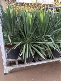 Palmlelie (Yucca Gloriosa) -PlantenPracht Winkel yucca 1