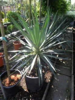 Palmlelie (Yucca Gloriosa) 33 Palmlelie (Yucca Gloriosa) -PlantenPracht Winkel yucca gloriosa 100 125 c50 1 1